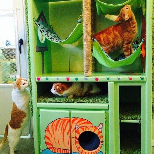 Diseño de muebles del gato-bricolaje-cat-hotel-verde