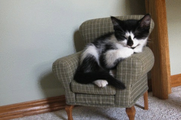 עיצוב-רהיטי חתול-כסא