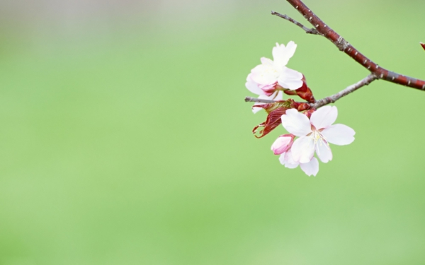 desktop pozadine-proljeće-cvijet Smjer-grana