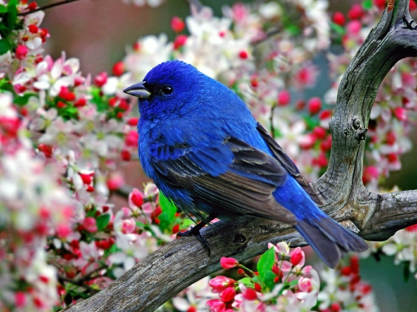el fondo del escritorio de la primavera-azul-pájaro
