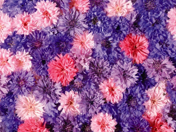 ברקע-אביב-פרחים-in-סגול וורוד שולחניים