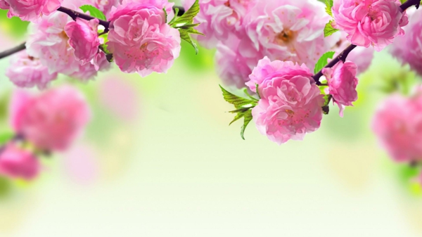 桌面背景春天的花朵，在粉红色的