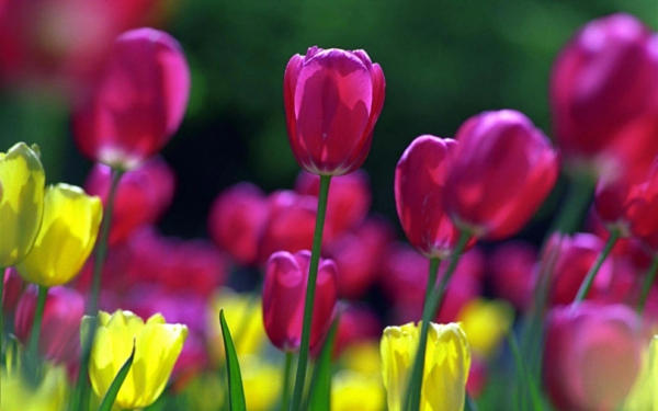 el fondo del escritorio de la primavera-colorido-tulipanes