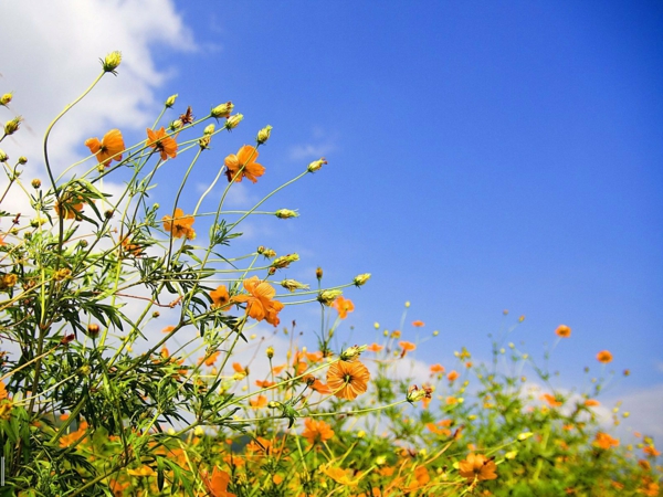 ברקע-אביב-דשא-פרחים-שמים שולחניים