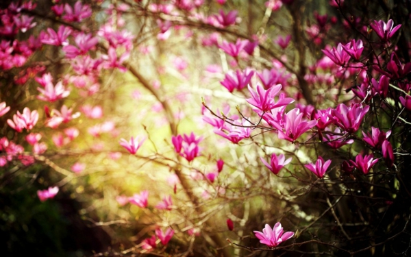 桌面背景春天美丽的粉红色，花朵