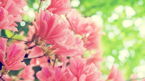 ברקע-אביב-ורוד פרחים שולחניים