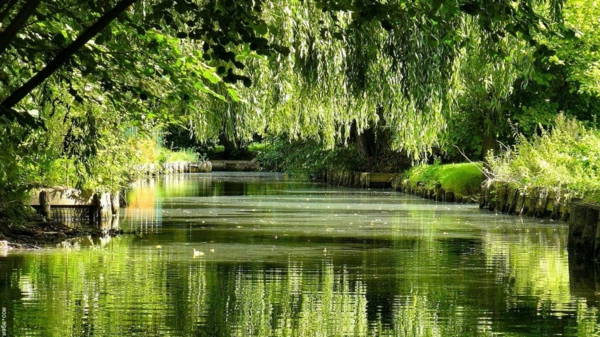 一条被树木包围的河流 - 春天照片