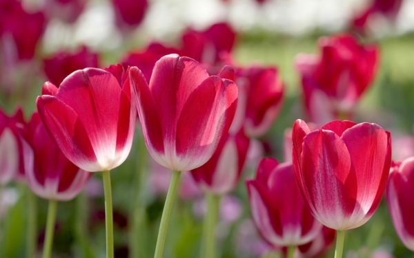 tulipanes de fondo de escritorio-primavera-muchos