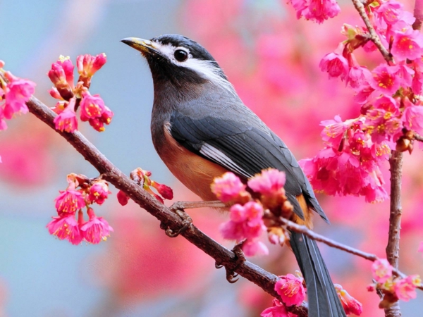 ברקע-אביב-ציפור-blütende-סניפים שולחניים