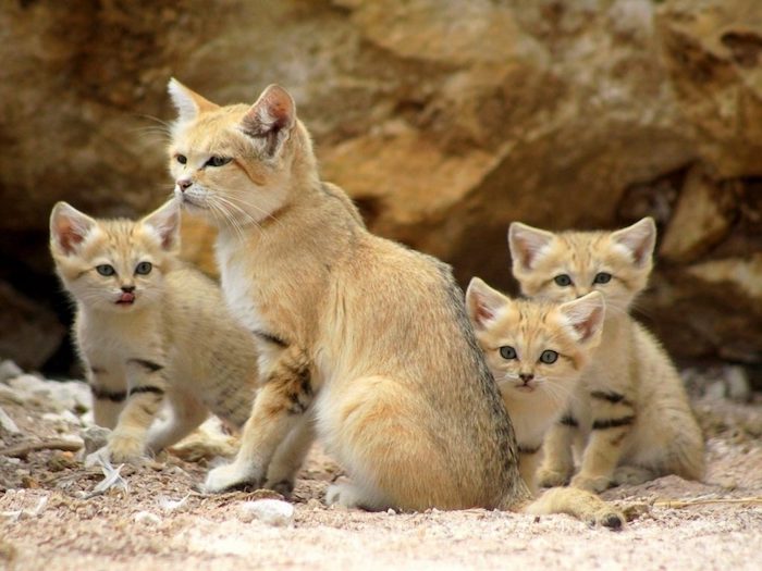 Sivatagi macskák, Felis margarita, aranyos macskák barna szőrrel, homok