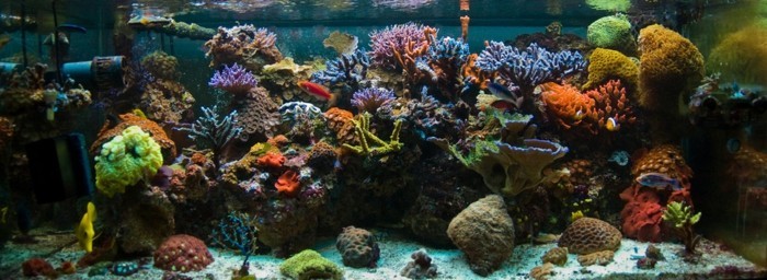 le mieux-aquarium-conception pour l'eau du poisson avec de corail en pierre et de sable