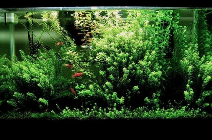 el acuario más bello-deco-acuario-dispositivo-acuario-set con-planta-