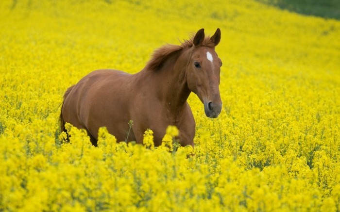 在最匹马的世界棕色动物到了黄色的草甸狂