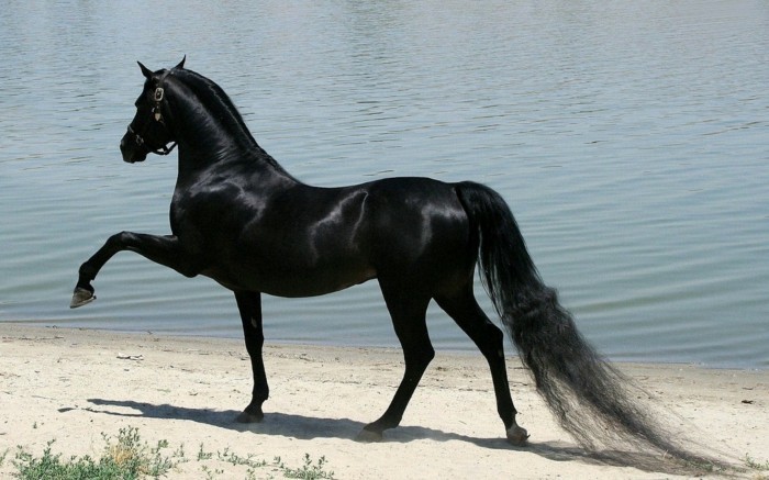 在最匹马的世界 - 黑 - 马非常优雅和闪亮