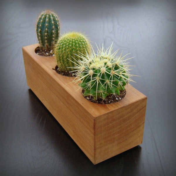 tres interesantes antecedentes de especies de cactus en gris