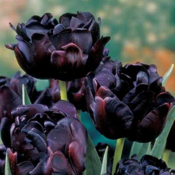 Három nagyon érdekes-fekete-tulipán