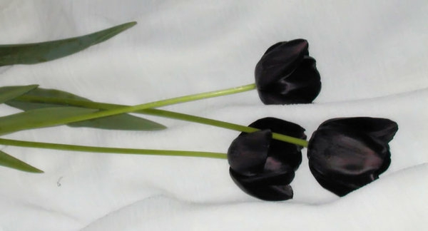 Három nagyon szép, fekete-tulipán