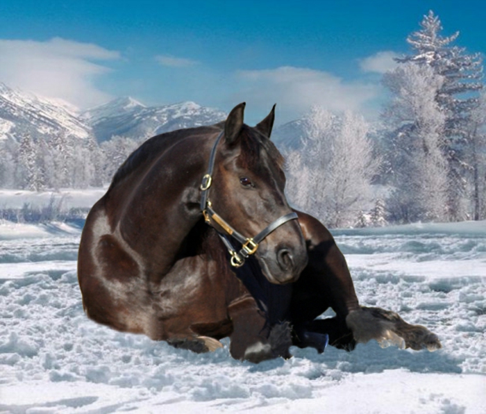 Oscuro-caballo-en-nieve