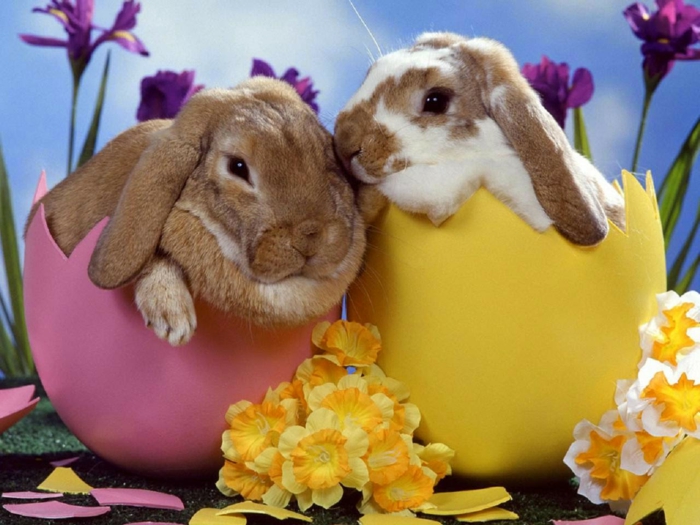 deux lapins de Pâques éclos d'oeufs de Pâques drôles, si mignonne photo