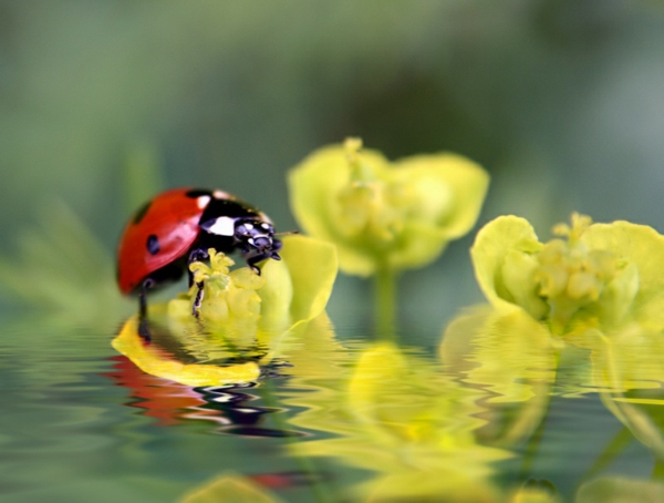 a-ladybug-beautiful-animal-kuvat-keltaiset kukat