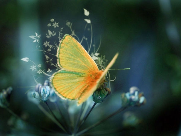 egy gyönyörű pillangó-gyönyörű állat-kép - fénykép közelről