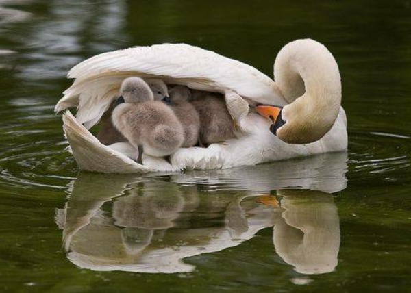 yksi-swan-with-the-babies-kaunis-eläin-kuvia-veteen