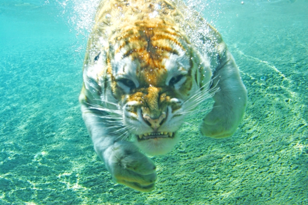 yksi-tiikeri-kellukkeet-veden alla-kaunis-eläinten-kuvia-erittäin mielenkiintoinen