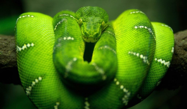 a-zöld-kígyó-gyönyörű állat-képek-szuper cool fotó