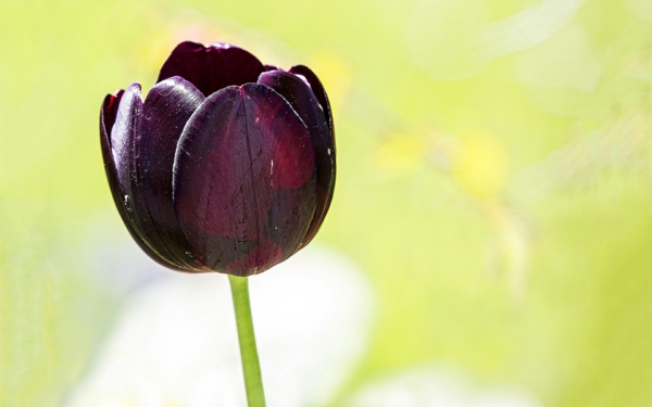 egy-nagyon-szép virág-fekete tulipán
