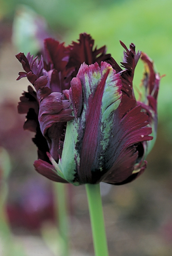 egy szuper érdekes fekete-tulipán