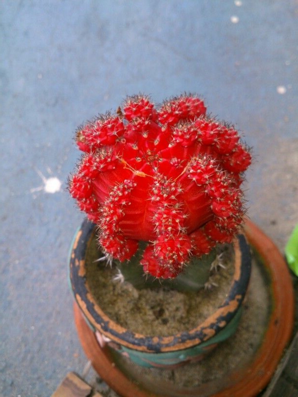 flor de cactus única en rojo