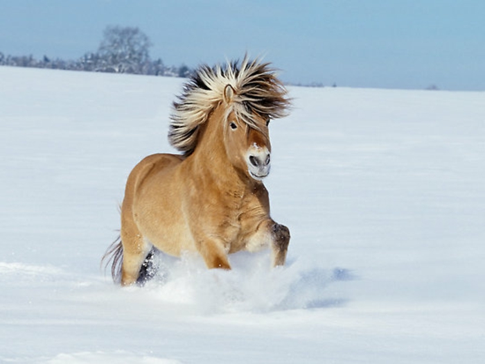 única foto-caballo-en-nieve