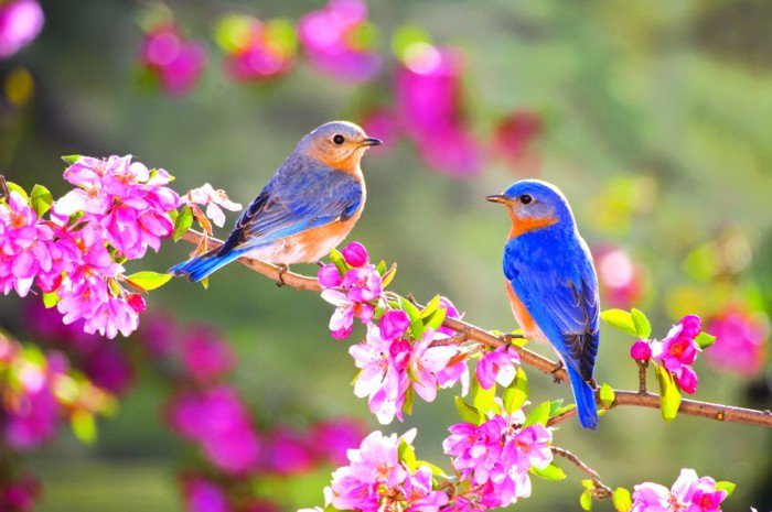 Ainutlaatuinen linnut kanssa-hämmästyttävän värikäs höyhenet