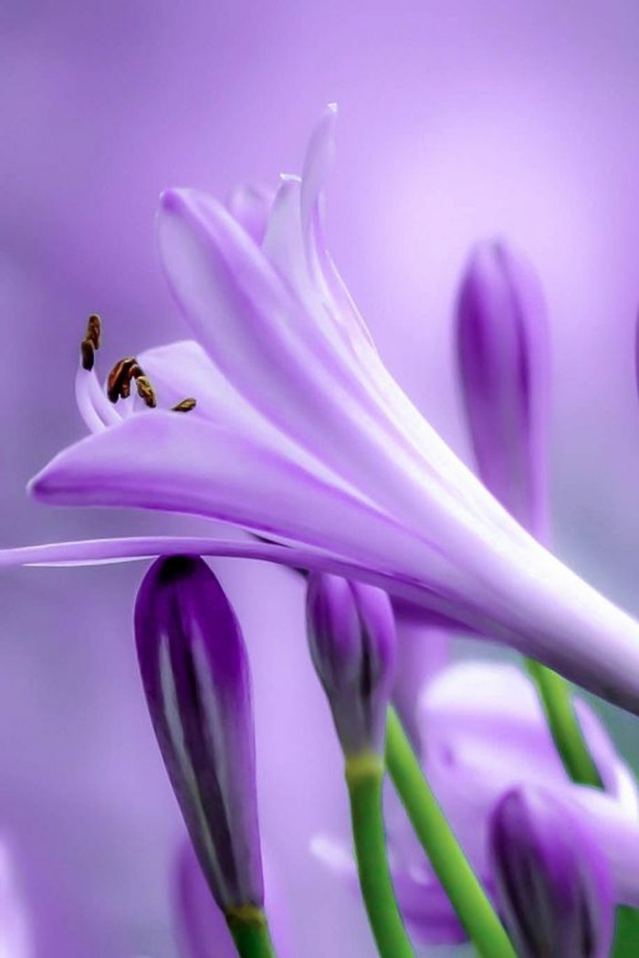 -Púrpura-flor única Agapanthus fantástica foto