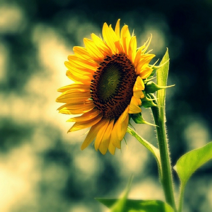 Vain-yksinäinen Sunflower kaunis Photo Art