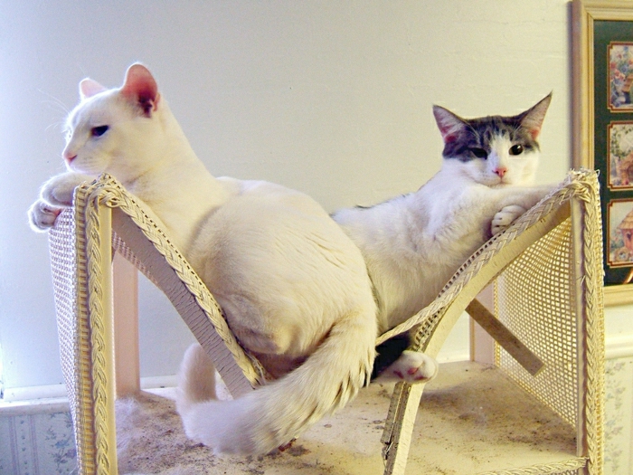 Mačka elegantan varijanta viseća Ljetni Model