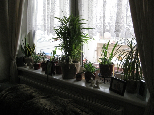 vastaamaan-the-ikkuna-runsaslajiset-kasvi