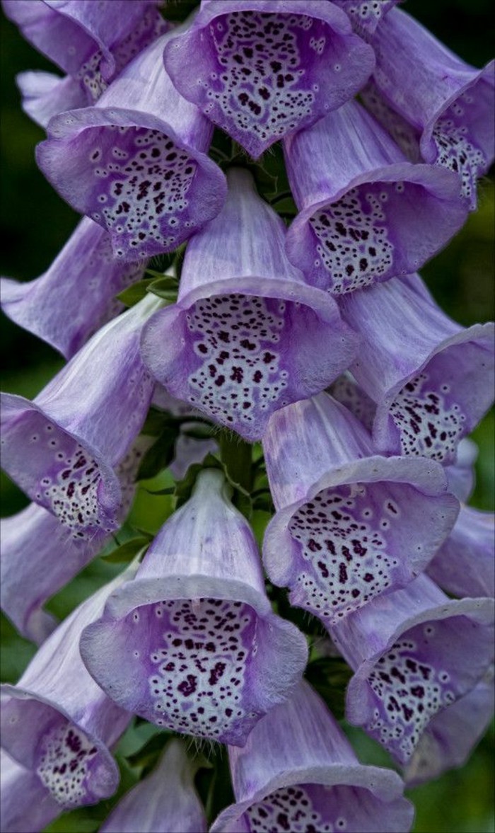 exóticamente decorada foto de la flor-de-nah púrpura