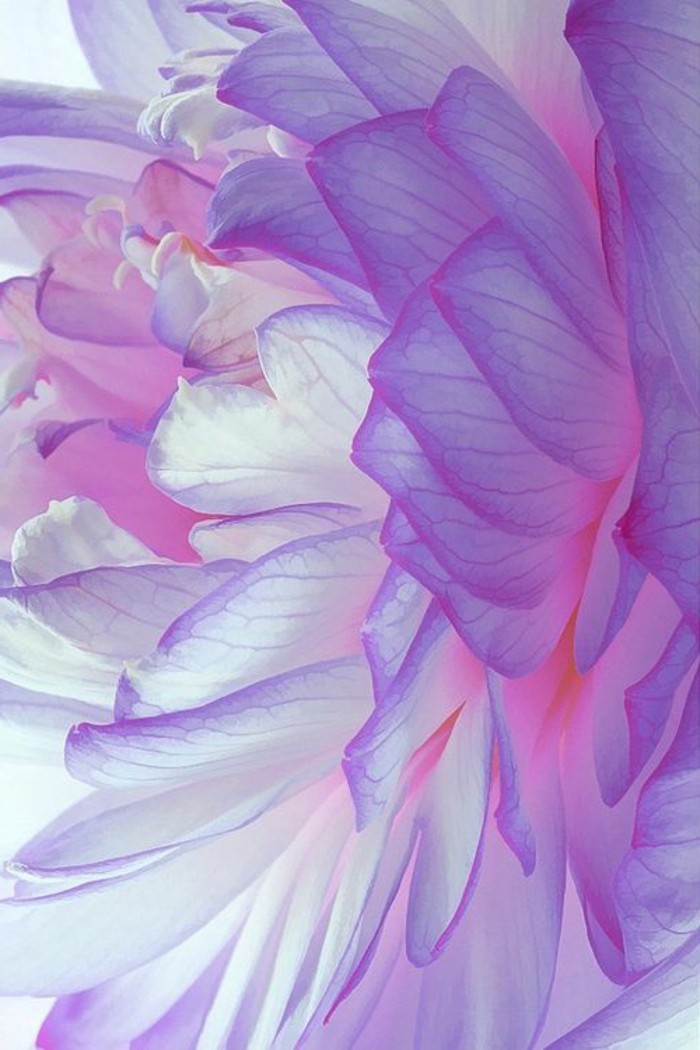 tonalidades exóticas especies de flor-in-romántica-rosa-púrpura