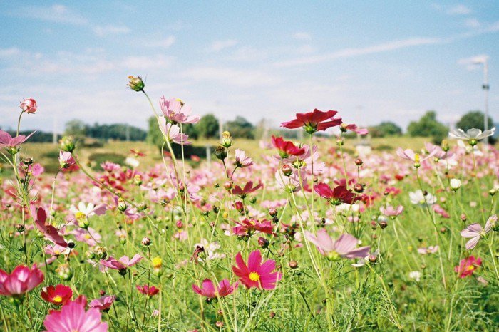 fantastinen kukka-in-vaaleanpunainen sävyjä Grass