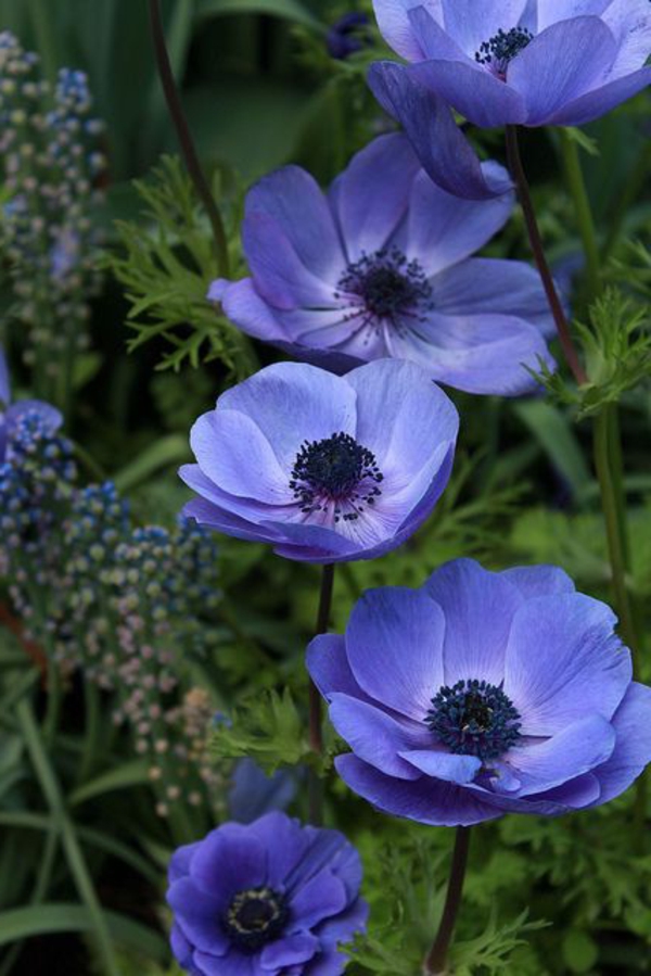 fantastinen-kukkia-anemone-in-violetti