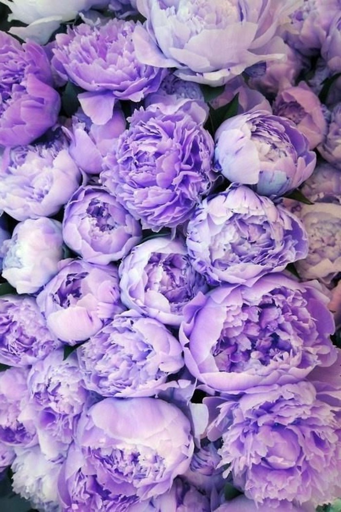 fantástico-púrpura Peonies flor flores de primavera