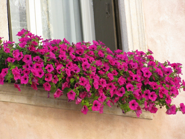 פנטסטי - קופסת הפרחים- for-the- המרפסת עם ורוד, פרח, תיבת פרחים למרפסת