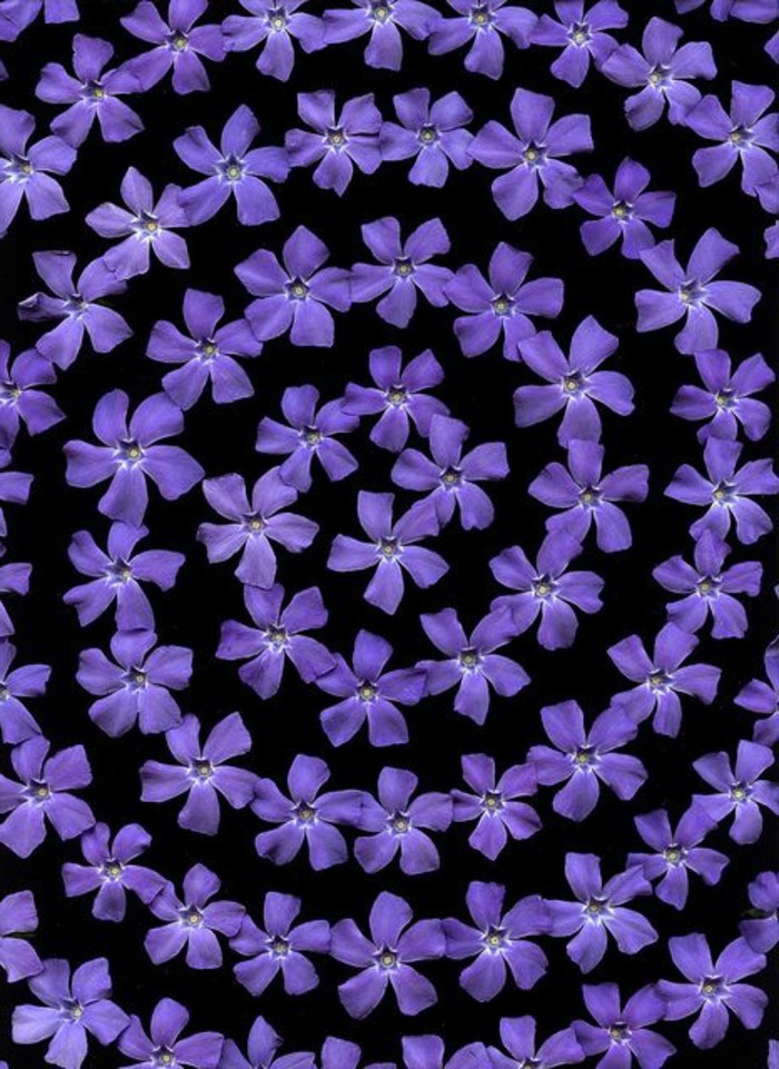 fantástica imagen de la guirnalda de flores púrpuras