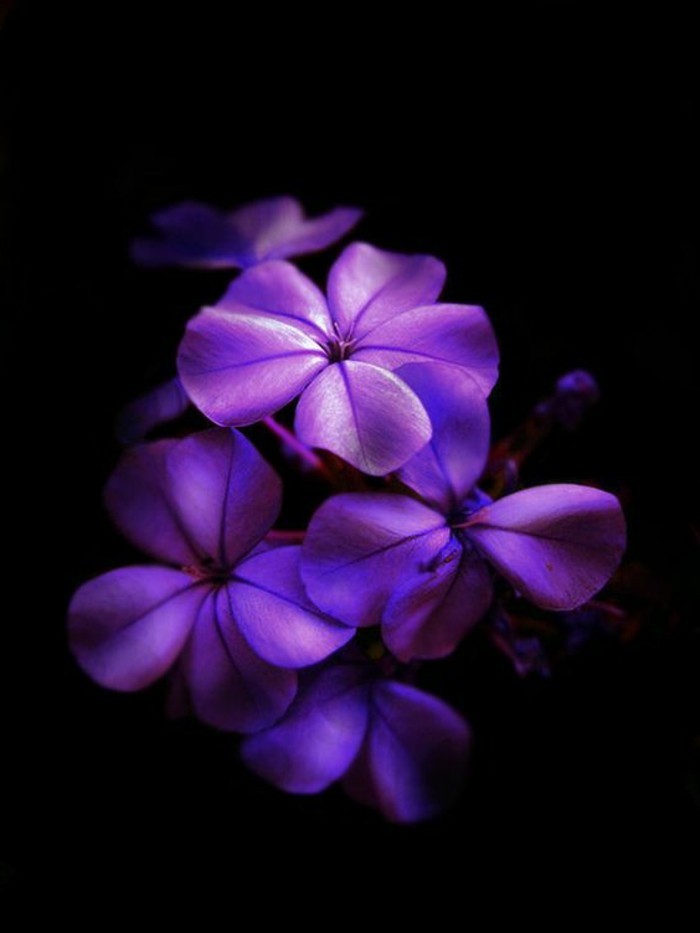 Foto fantástica de flores púrpuras