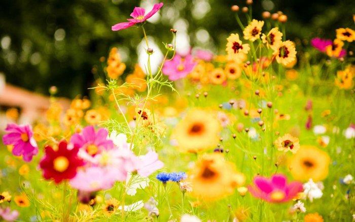 תמונה מרתקת של פרחים צבעוניים