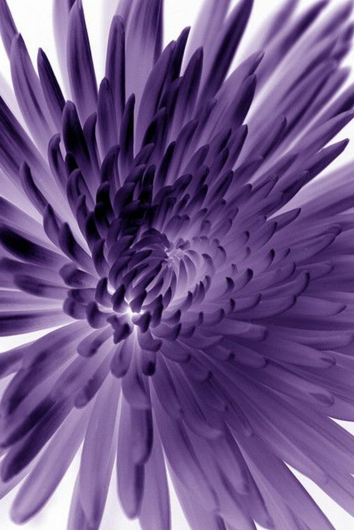 צילום של-סגול מרתק פרח