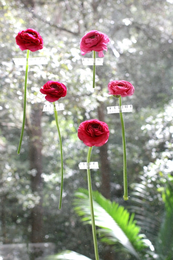 קישוט החלון - באביב מודבק- אדום פרחים - תמונה נחמדה מאוד