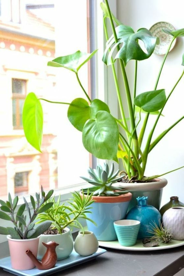 צמחים מקורה לקשט את החלון כמו קישוט הקיץ