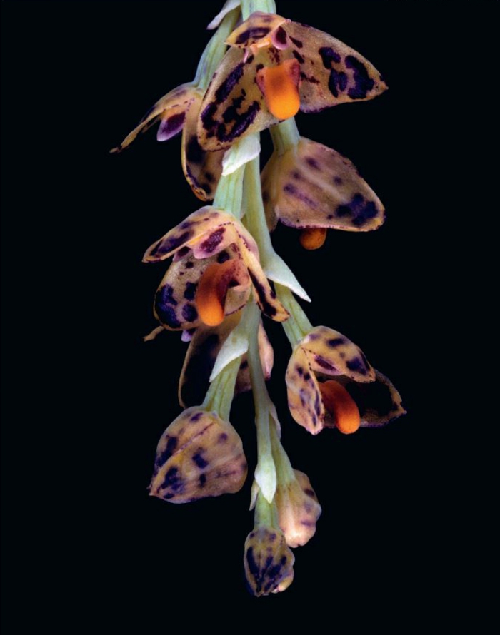 värjätään-Orhideen lajien-musta tausta